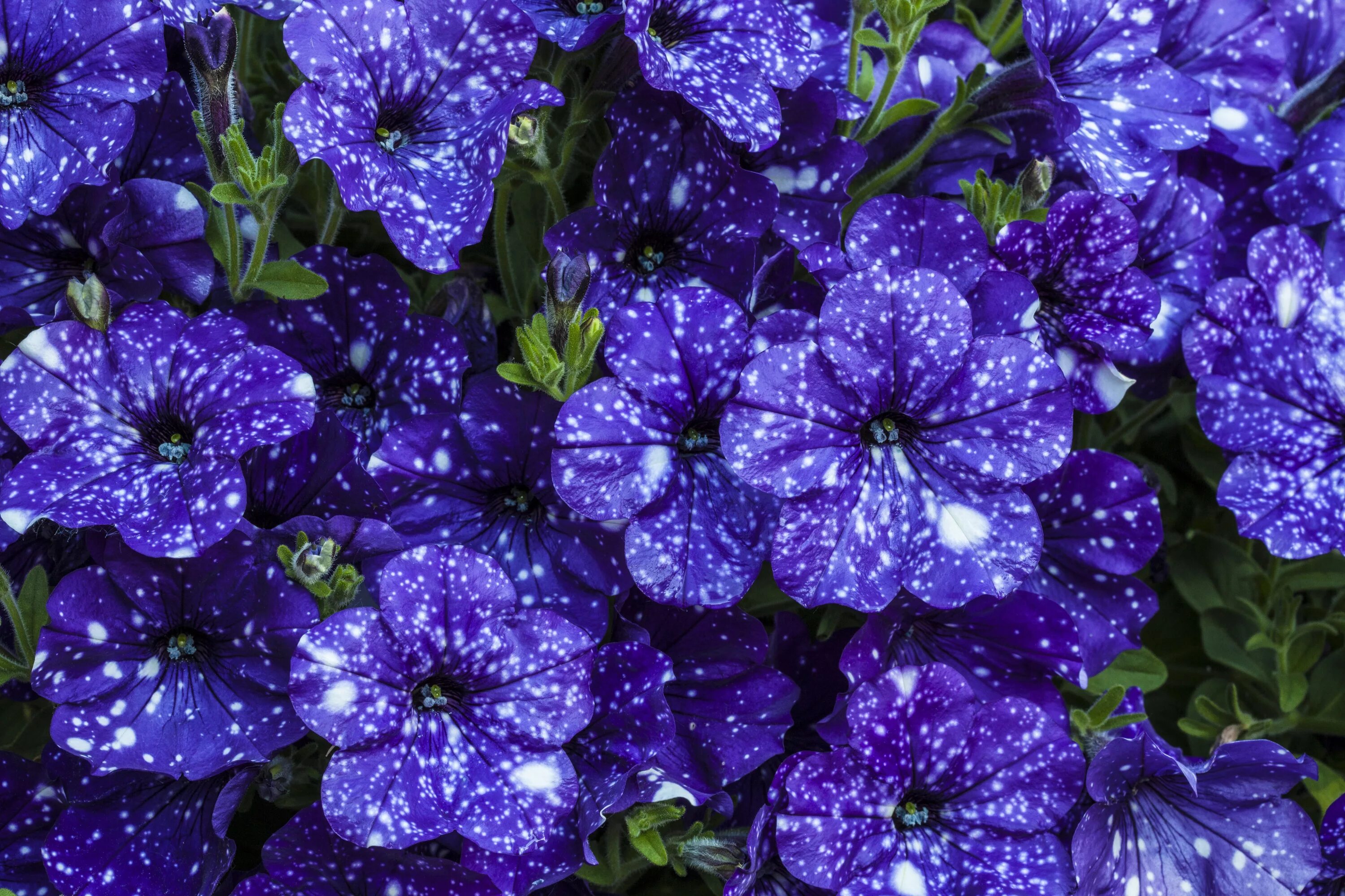 Млечный цветок. Петуния lavender sky. петуния млечный путь вайолет. петуния nightsky. петуния найт скай.