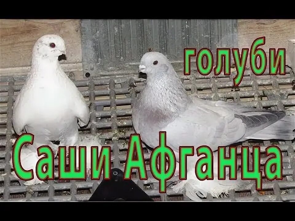 Почему афганцы любят голубей