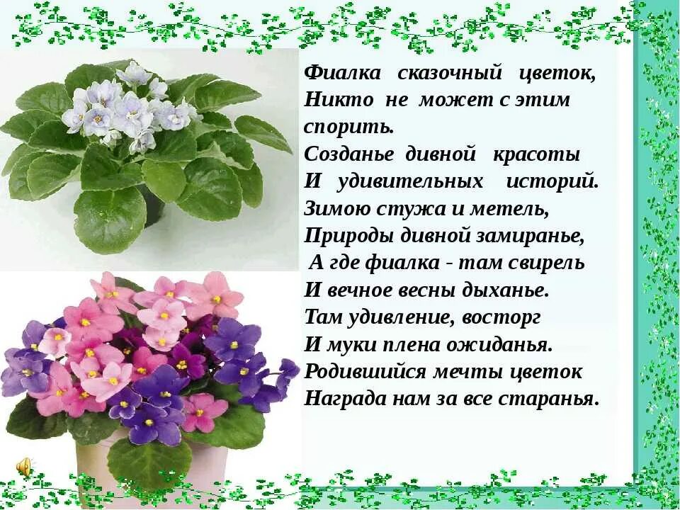Песня поплакала и вновь фиалка. Родина фиалка узамбарская. узамбарская фиалка легенда. узамбарская химера. фиалка родина растения.
