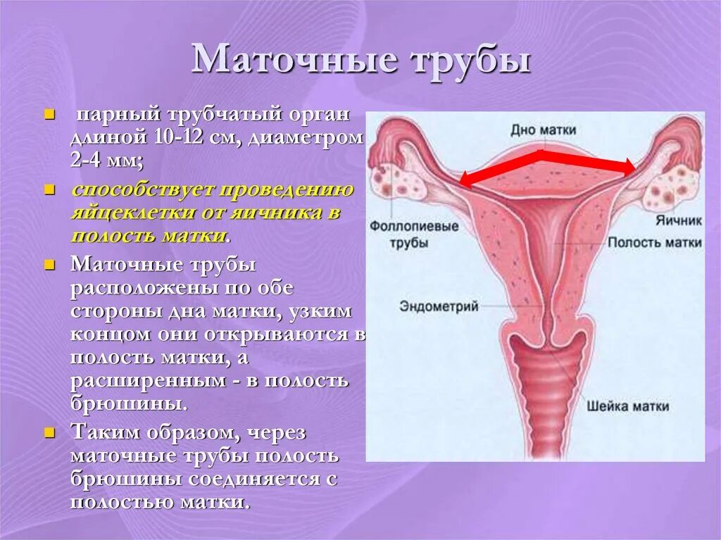 Женские половые органы трубы