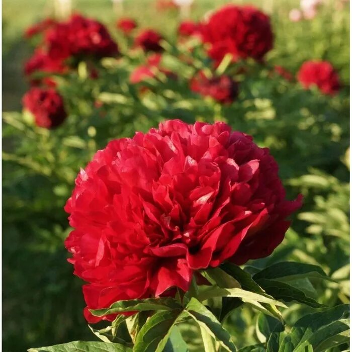 Пион Элиза Ланди (Paeonia Eliza Lundy) купить в Москве по низкой цене из питомни