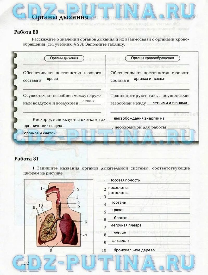 Рабочая тетрадь по биологии 8 класс ответы. Гдз по биологии 8 класс маш рабочая тетрадь 2. Биология 8 класс рабочая тетрадь маш драгомилов часть 2  ответы. Биология 8 класс рабочая тетрадь. Биология 8 класс задания.