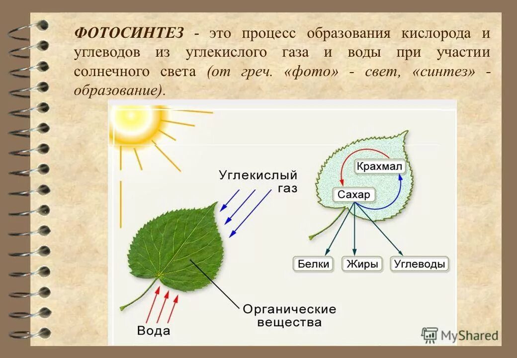 Как происходит процесс фотосинтеза