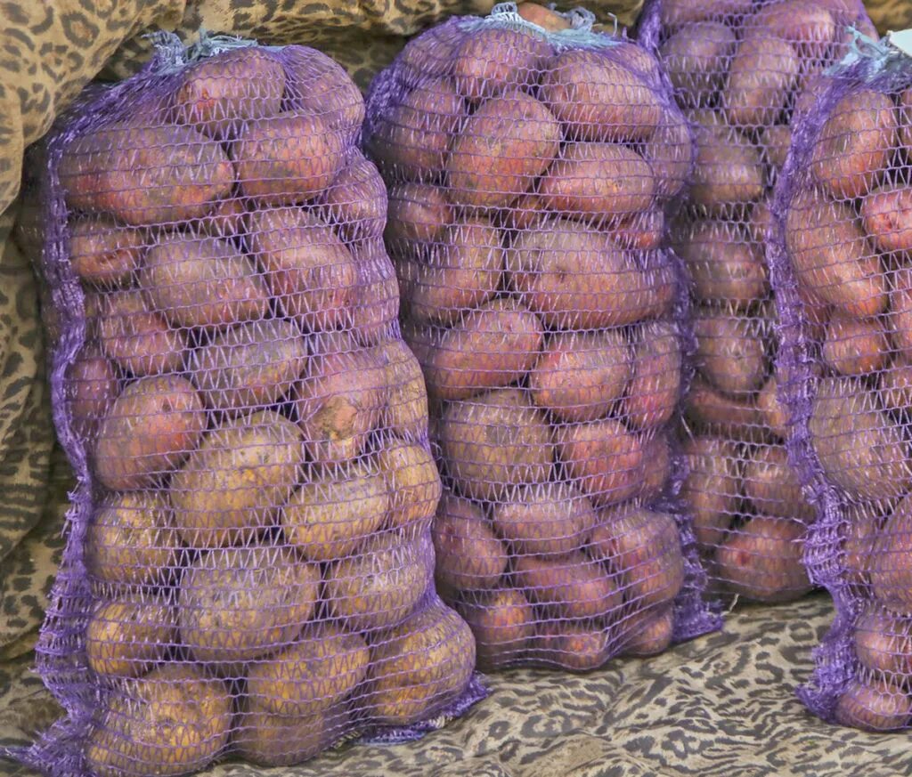 Ранние сорта картофеля. Ривьера картофель куст. Агрофермер. Тонна картошки фото. Молодая картошка фото.