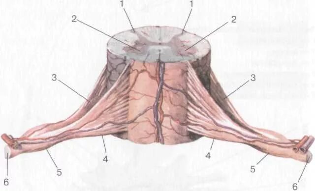 Передние и задние рога сегментов спинного. Боковые рога спинного мозга. Задние корешки и задние рога. Задние рога спинного мозга. Боковые рога спинного мозга располагаются.
