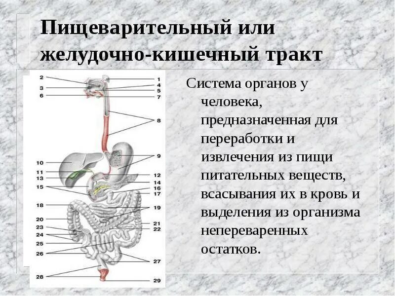 Какой орган переваривает пищу. Органы пищеварительного тракта. отделы пищеварительного тракта человека. пищеварение в органах желудочно-кишечного тракта. всасывание веществ в пищеварительном тракте.