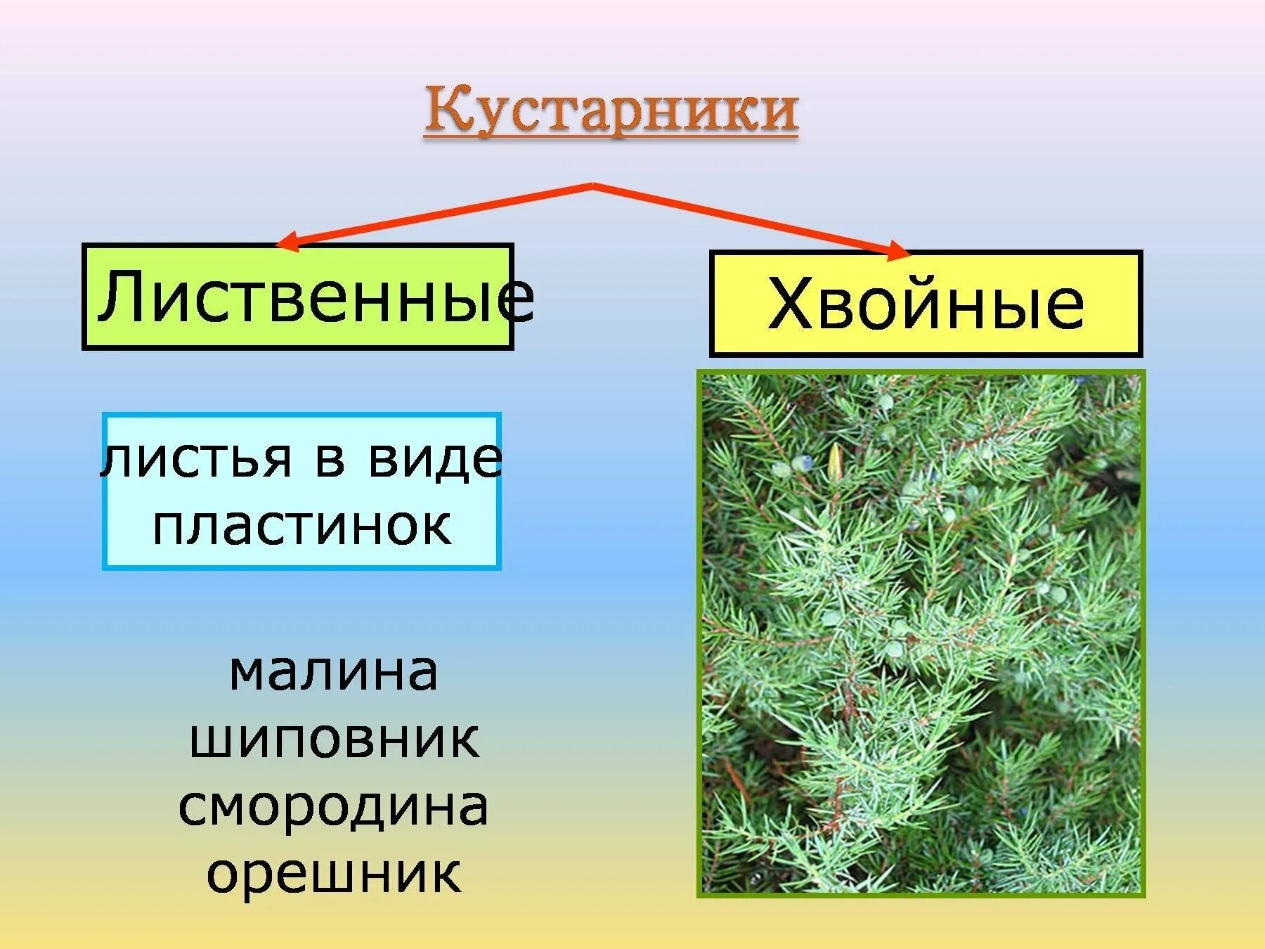 Кустарники лиственные и хвойные. Кустарники лиственные и хвойные названия. Травы хвойные и лиственные названия. Кусты лиственные и хвойные растения.