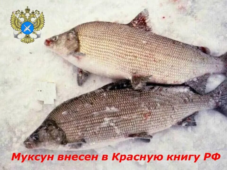 Новости - Нижнеобское территориальное управление Федерального агентства по рыбол