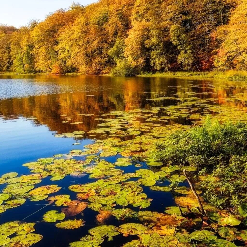 Листья желтые в пруду. Муловское озеро осень. Осенний пруд. Осень пруд. Осень вода.