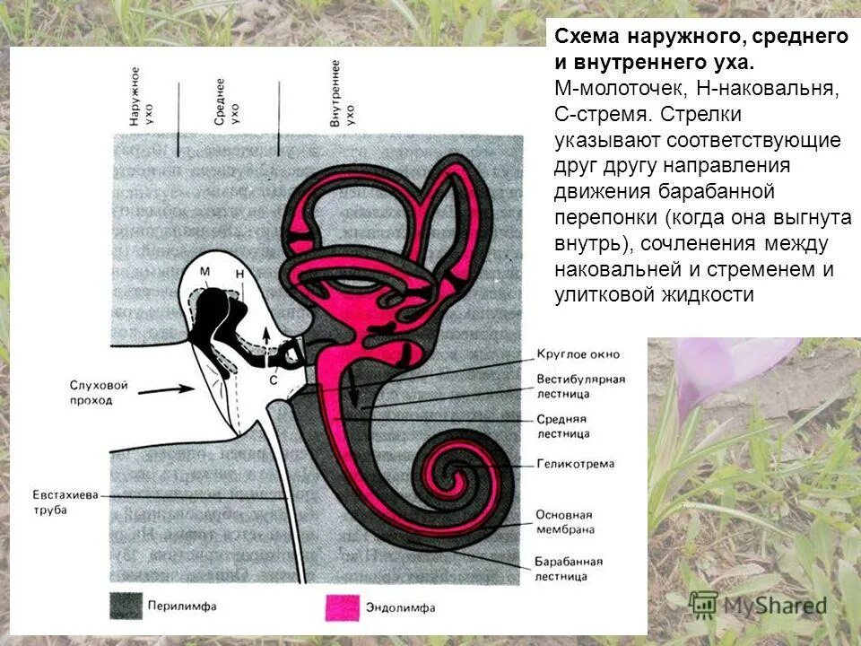 Функции наружного среднего и внутреннего уха. Наружное среднее и внутреннее ухо. Схема наружного среднего и внутреннего уха. Наружнее среднее и внутреннее ухо. Схема восприятия слуха.