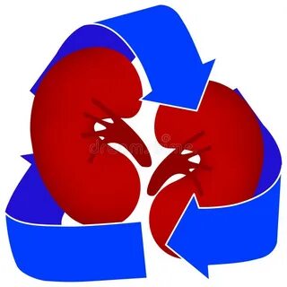 Прижизненное донорство почки тест