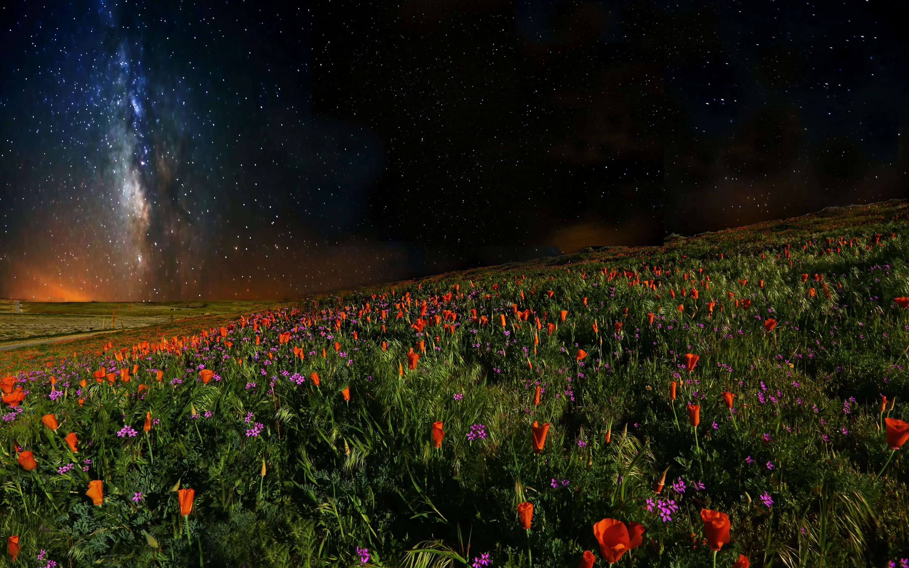Природа летней ночью. Поле цветов ночью. Луг ночью. Ночное поле с цветами. Красивая ночь в лугах.