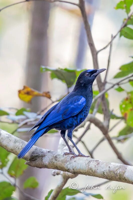 Цейлонская синяя птица. Синяя птица в Узбекистане. Горная синяя птица. Синяя птица средняя Азия.