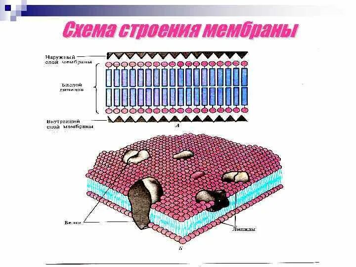 Мембрана возбудимой клетки. Строение мембраны физиология. Структура мембраны ткани. Строение мембраны возбудимых тканей. Мембрана ткань строение.