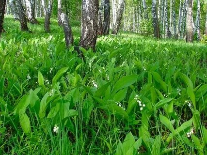 Растут в роще тенистые ландыши в прохладе