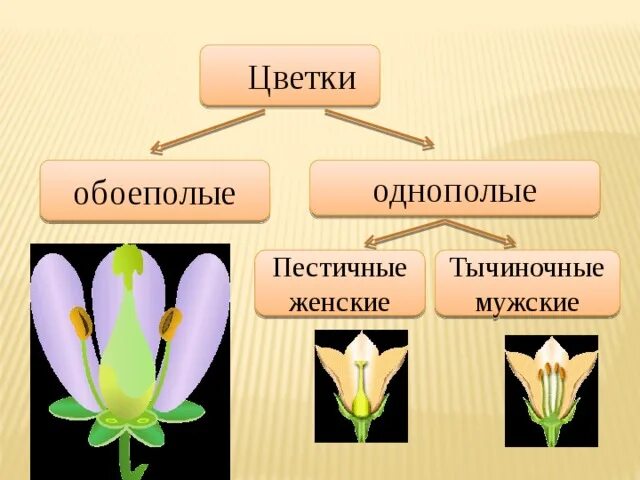 Цветки имеющие только пестики называют тычиночными. Однополые и обоеполые цветки. цветки тычиночные, пестичные и обоеполые. обоеполые цветки и однополые цветки. обоеполый, мужской, женский цветок.
