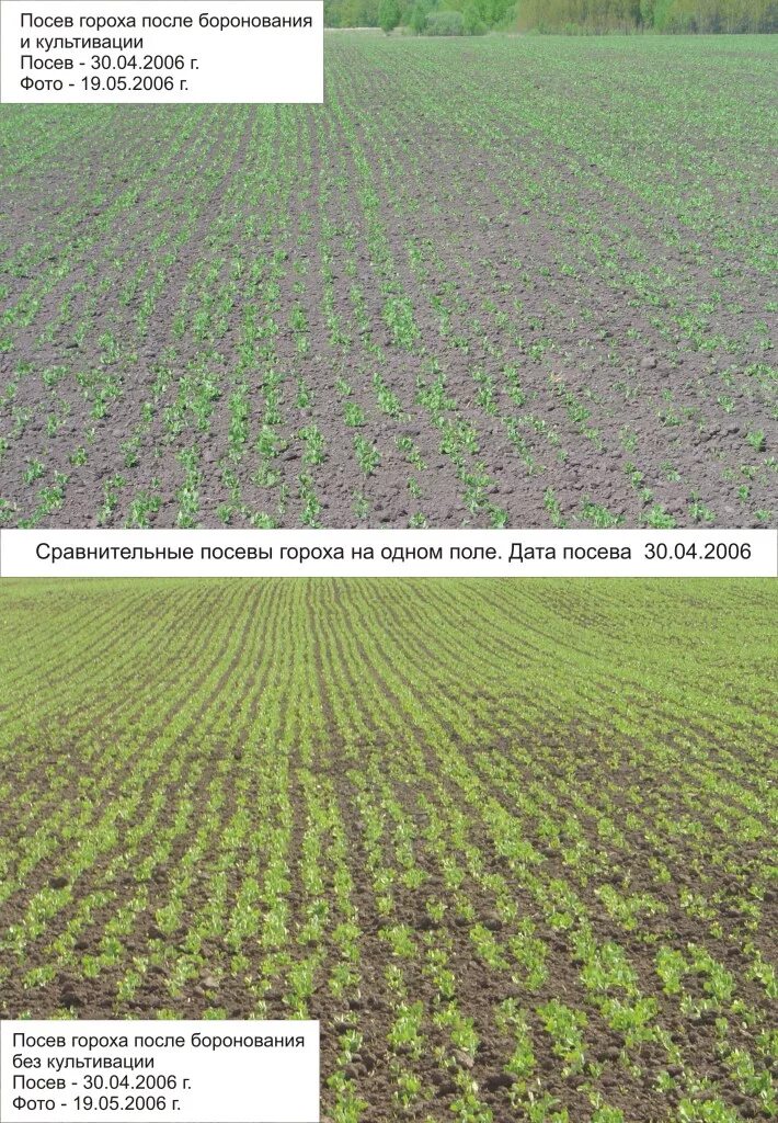 Почва после гороха. Посев гороха. посев гороха на полях. культивация гороха. способ посева гороха.