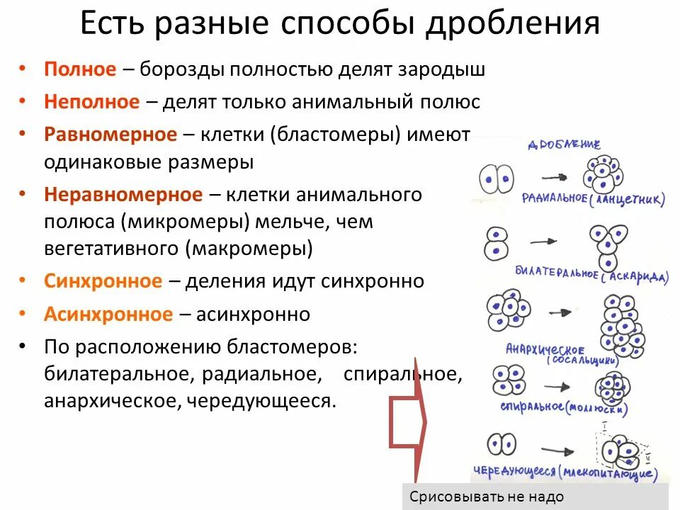 Равномерное синхронное. Способы дробления и типы бластул. Полное и неполное дробление зиготы. Равномерное синхронное. Равномерное синхронное.
