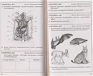 Биология 6 класс тест 4. Задания по биологии. Практические задания по биологии. Карточки-задания по биологии животных. Интересные практические задания по биологии.