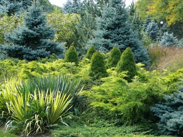 Сад Яна Сламы (Чехия) Интернет Conifers garden, Landscaping plants, Acreage land