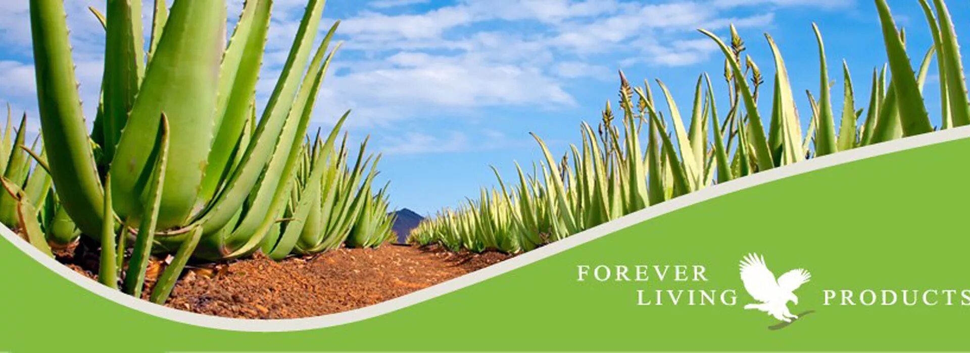 Forever Living products алоэ. Алоэ барбаденсис Миллер. Living products