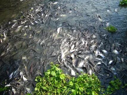 К чему снится рыбы в воде много