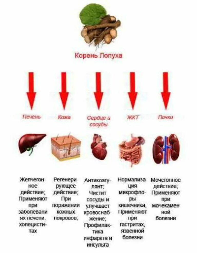 Лопух для печени. Корень лопуха свойства. Лечебные свойства корня лопуха. Корень лопуха для печени. Корень лопуха полезные.