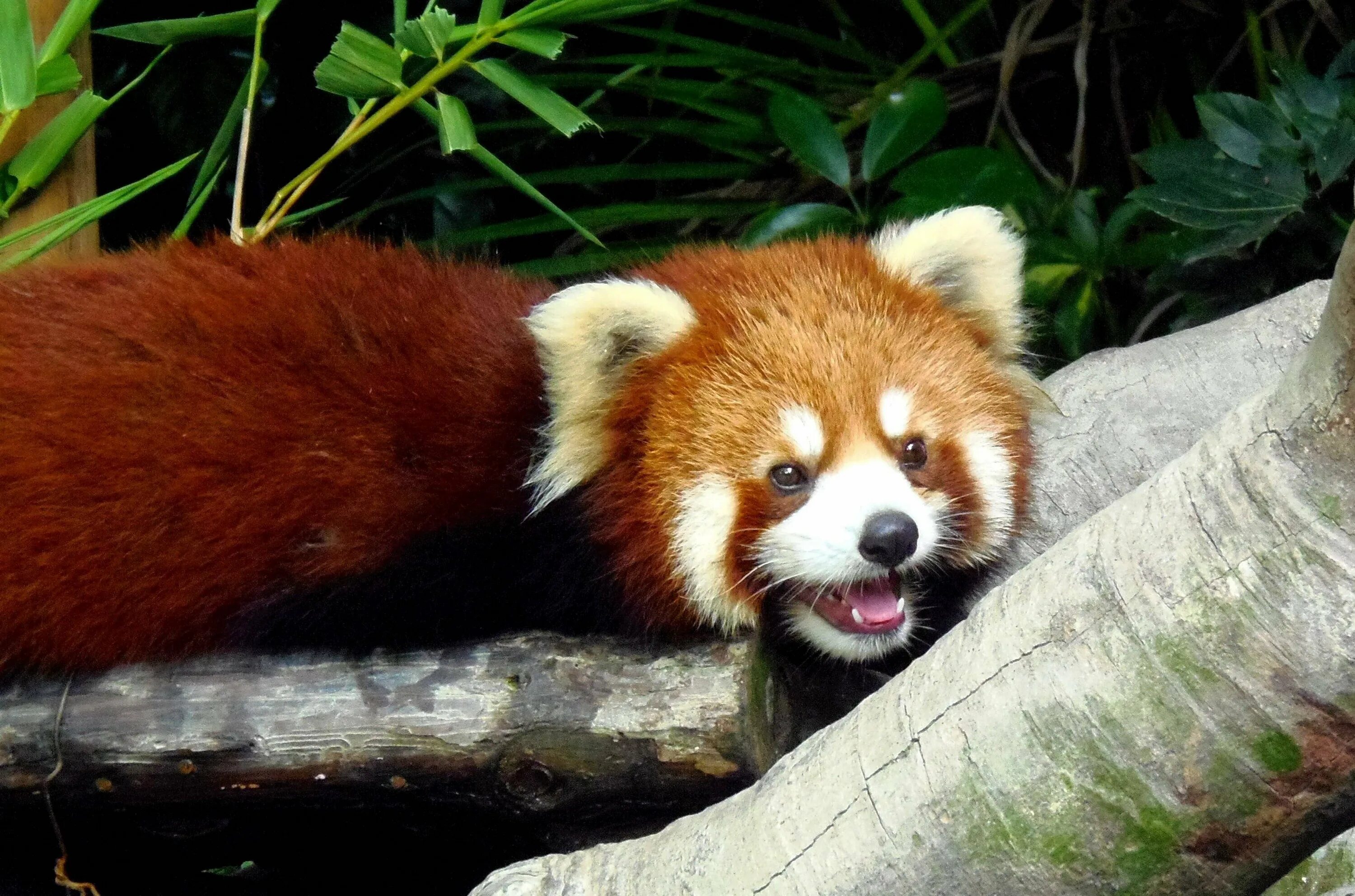 Красная па. Малая Панда. Гималайская красная Панда. Енотовидная Панда. Красная енотовидная Панда.