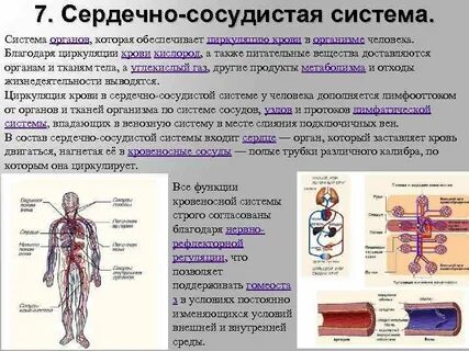 Кровеносную функцию выполняет ответ