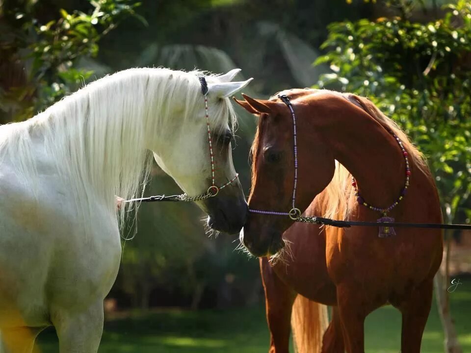 Sparring stallions Horses, Beautiful horses, Appaloosa horses