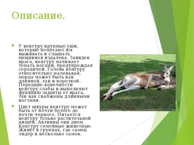 Происхождение слова кенгуру. Кенгуру описание. Кенгуру сведения. Кенгуру характеристика. Факты о кенгуру.