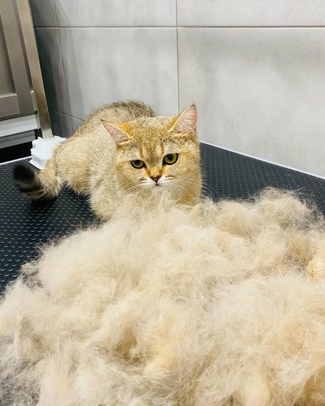 Кошачья шерсть везде. Шерсть от кота. Фурминатор для кошек после. Линька шерсти. Корги флаффи линька.