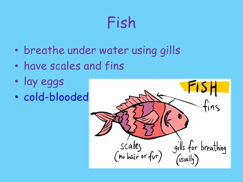 Scales перевод. Fish have fins and Scales. Scales у животных перевод с английского. Fish Breathe Underwater.