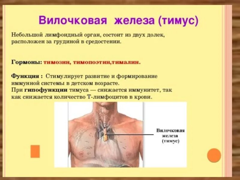 Иммунный орган тимус. Тимус вилочковая железа функции. Вилочковая железа тимус гормоны и функции. Железы внутренней секреции вилочковая железа функции. Вилочная железа функции.