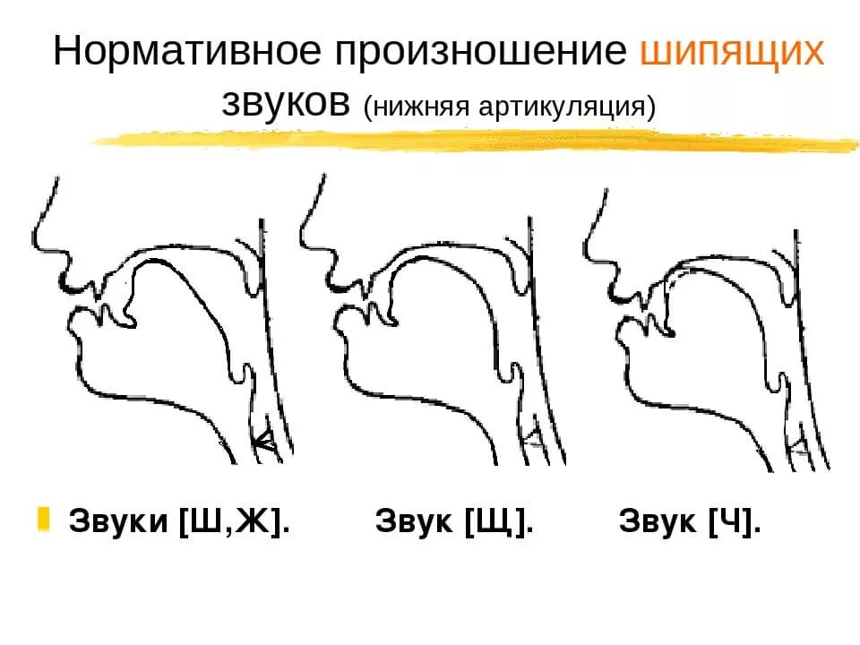 Произношение звука ж. Артикуляционный профиль шипящих звуков. Произношение шипящих звуков. Нормативное произношение звуков. Профиль звука с.