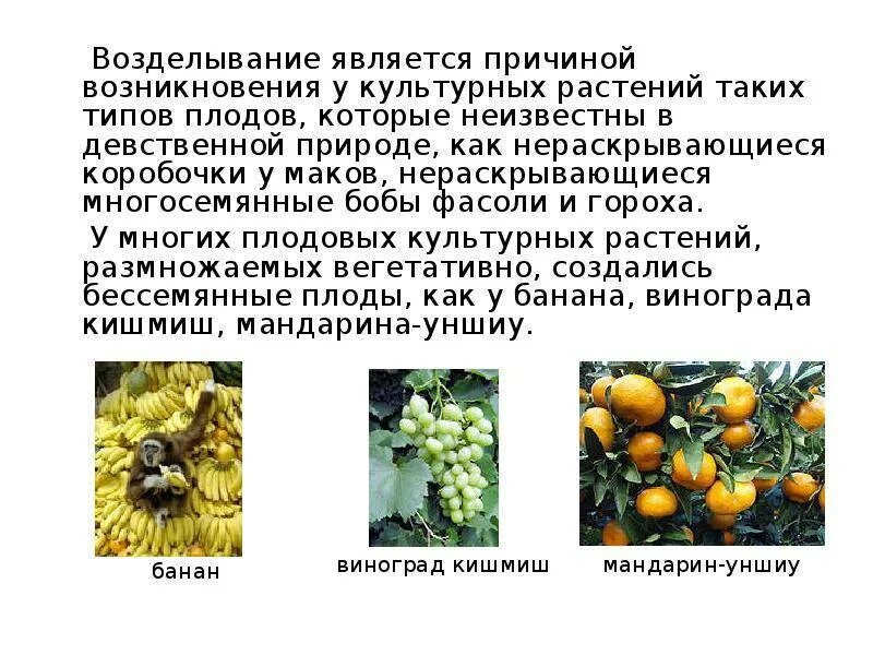 Примеры сортов любых культурных растений. Сорта культурных растений сорта культурных растений. Сорты культурныхрастенрй. Культурные растения сорта культурных растений. Сорты любых культуреых растений.