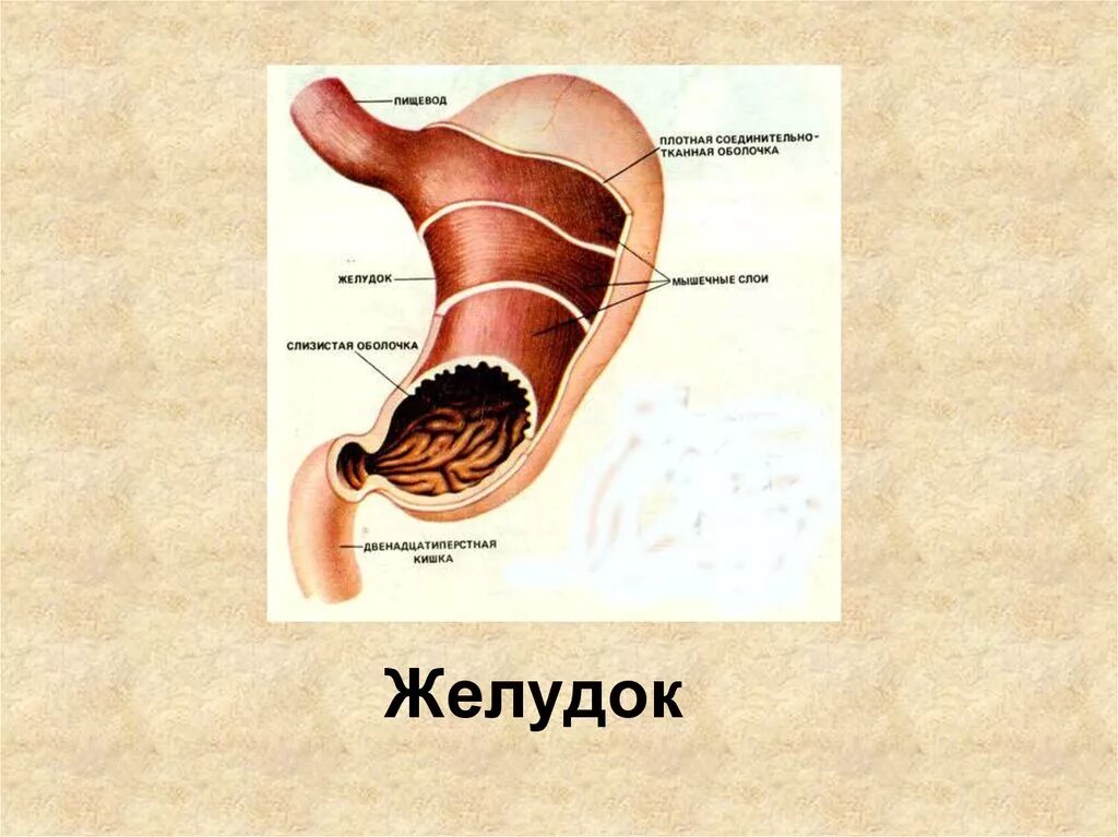 Строение желудка биология. Строение желудка человека. Строение желудка анатомия. Строение желудка рисунок.