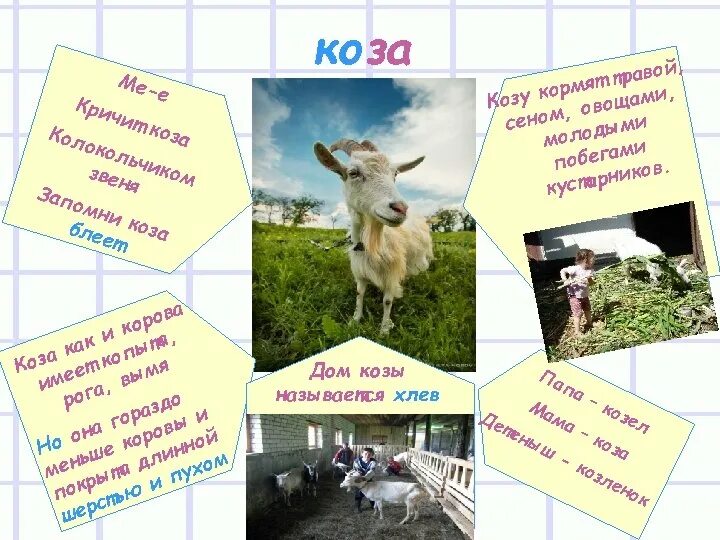 Клички животных коза. Клички животных козлёнок. Имя для козы. Имя для козлёнка.