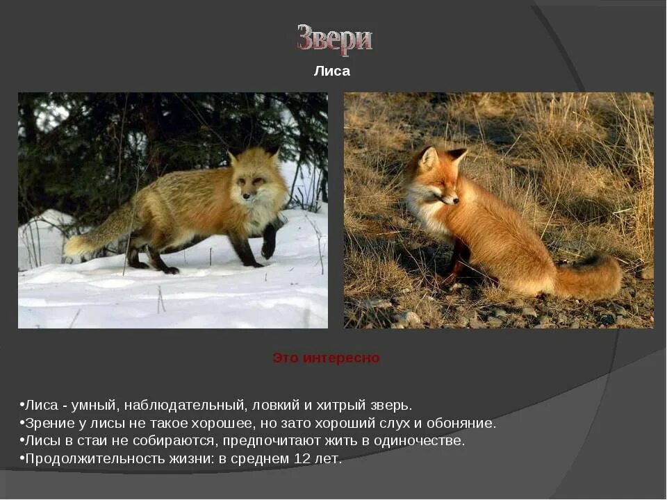 Сколько лет лиса. Продолжительность жизни животных лисица. продолжительностьжижни лиса. срок жизни лисы. продолжительность жизни лис.