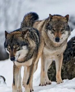 Wolf 2