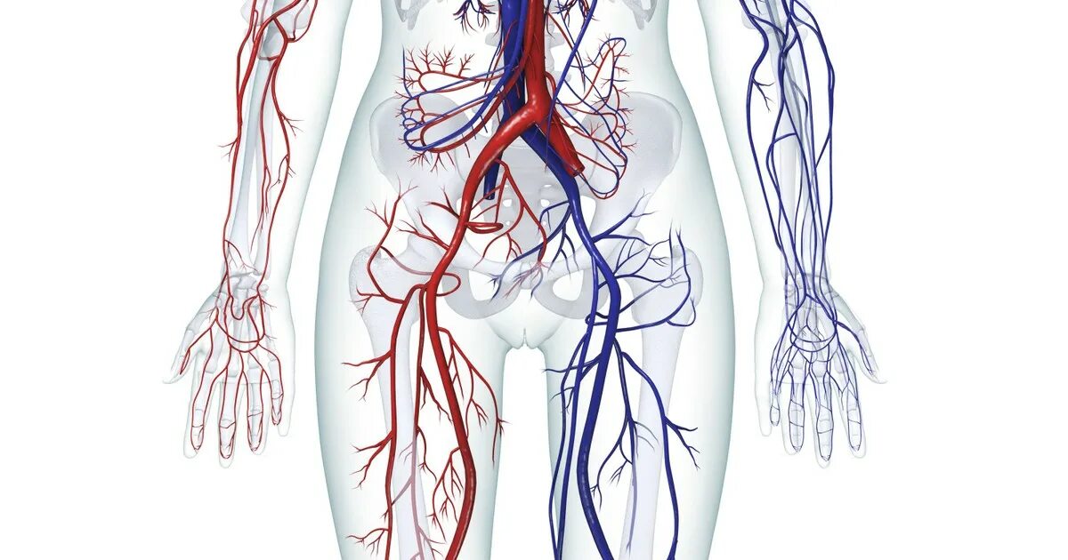 Артерии и вены тела. Венозная система анатомия. Кровеносная система человека артерии. Вена кровеносная система. Сердечно сосудистая система артерии и вены.
