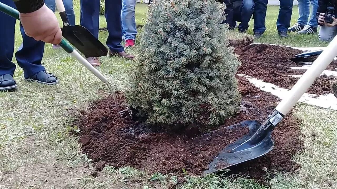 Можно ли выкапывать деревья. Высаживание еловых саженцев землю. Посадка елок. Посадка елочек. Елки на участке.