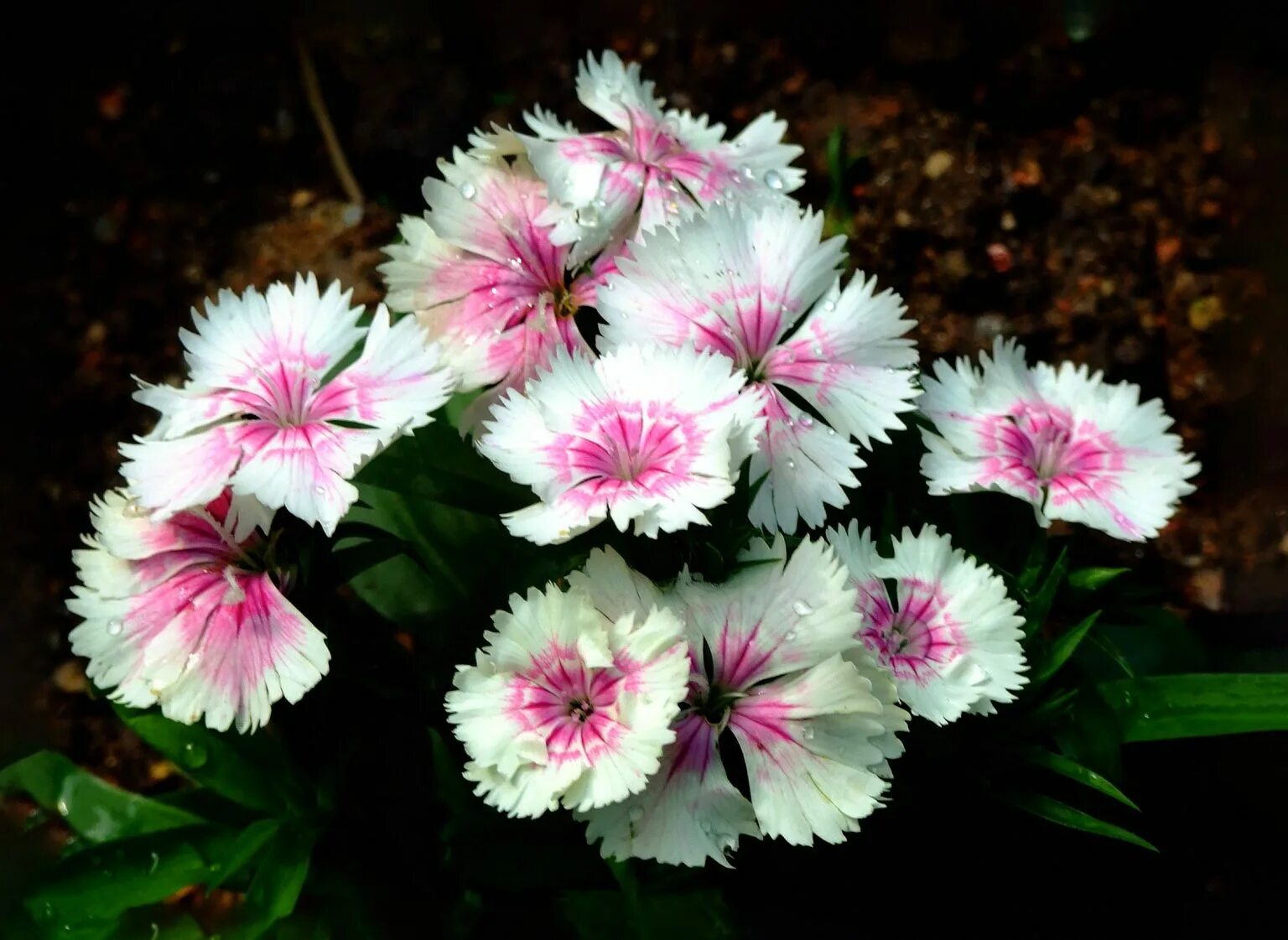 Dianthus chinensis гвоздика китайская. Гвоздика китайская махровая выращивание