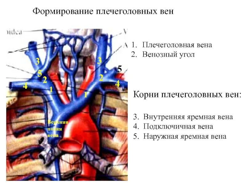 Внутренняя яремная Вена,наружная яремная Вена,подключичная Вена. Подключичная Вена анатомия схема. Верхняя полая Вена плечеголовные вены. Плечеголовная Вена анатомия. Правая подключичная вена