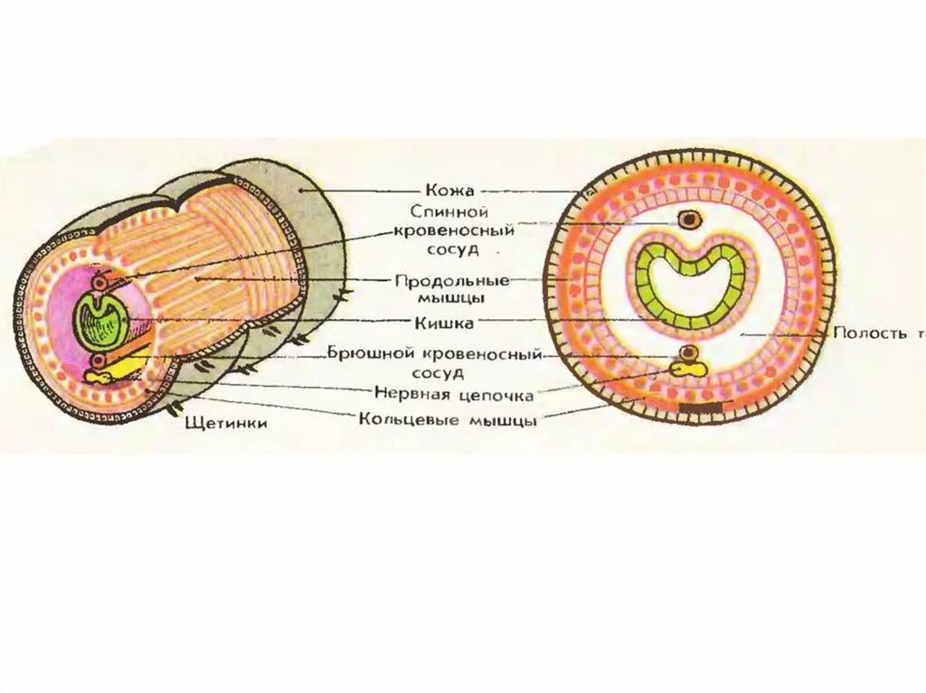 Покровы круглых червей. Кольчатые черви строение покровов. Покровы тела плоские, круглые и кольчатые черви. Покровы тела кольчатых червей 7 класс. Мускульный мешок круглых червей