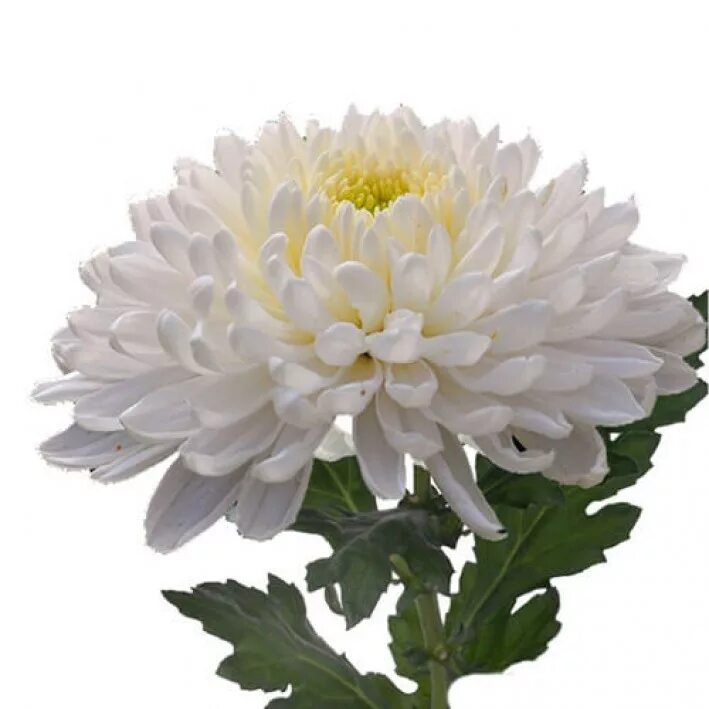 Хризантема кустовая талита. Хризантема 1 шт. Хризантема 1 шт. Хризантема кустовая зембла. Хризантема 1 шт.