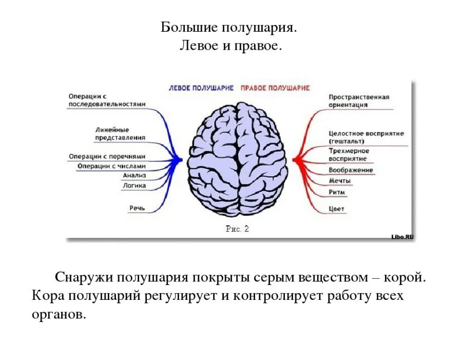 Правом полушарии