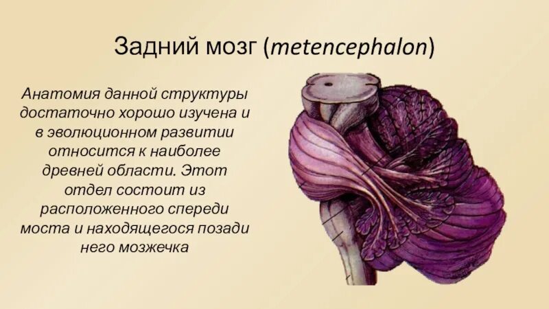 Какую функцию выполняет мост мозга. Задний мозг строение анатомия. Задний мозг мост анатомия. Задний мозг, Metencephalon. Внешнее и внутреннее строение заднего мозга.