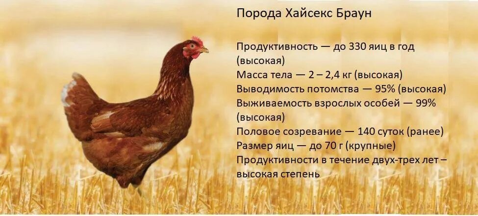 Куры породы ломан браун характеристика. Несушка Хайсекс Браун. Куры несушки Хайсекс Браун. Несушек кросс Ломан Браун. Несушка Хайсекс Браун цыпленок.