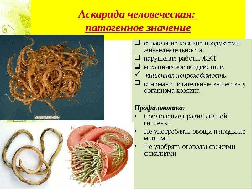 Аскаридоз механизм